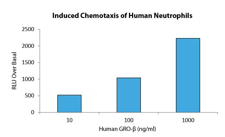 GRO-β
