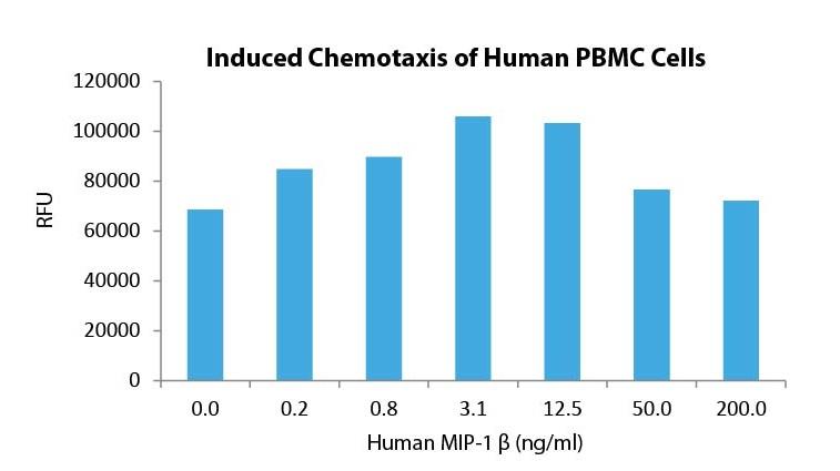 MIP-1 β
