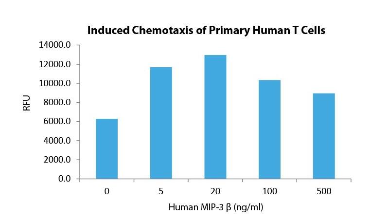 MIP-3 β