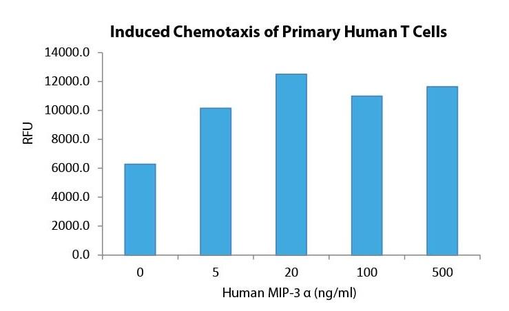 MIP-3 α
