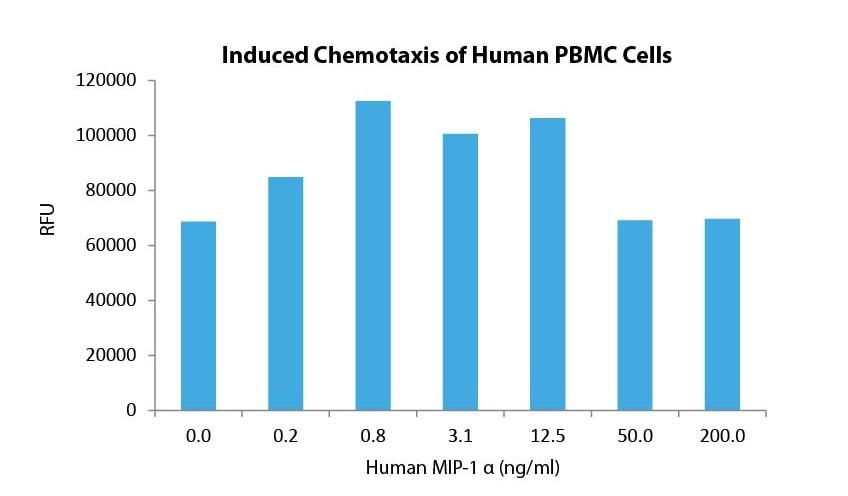 MIP-1 α