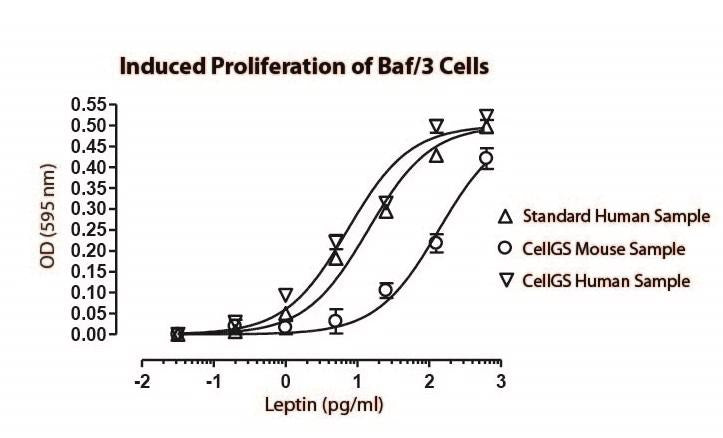 Leptin