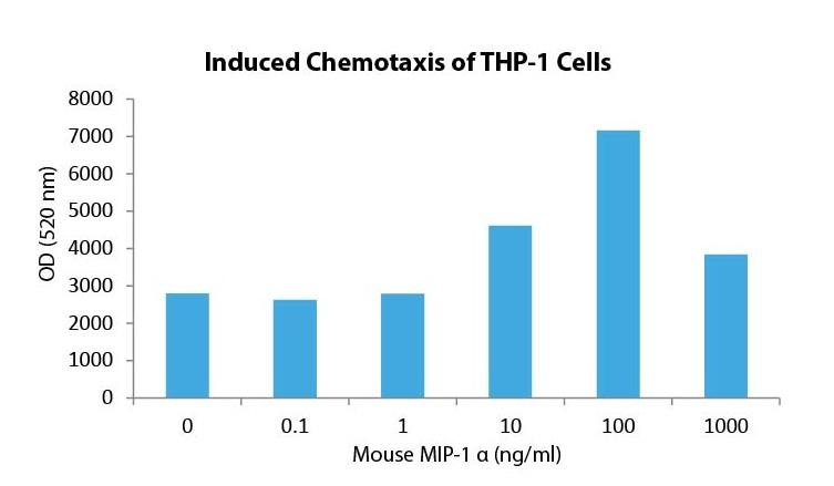 MIP-1 α