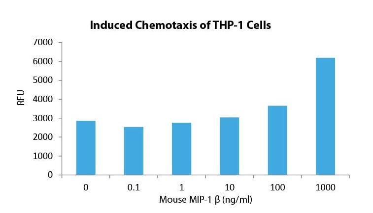 MIP-1 β