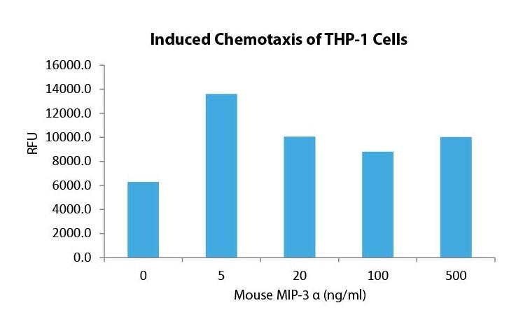 MIP-3 α