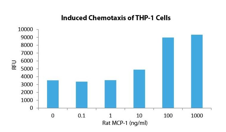 MCP-1