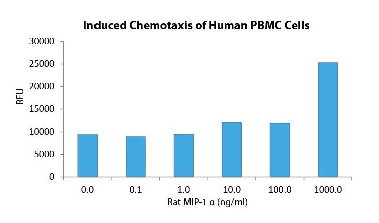 MIP-1 α